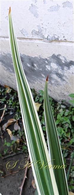 Leaf apex